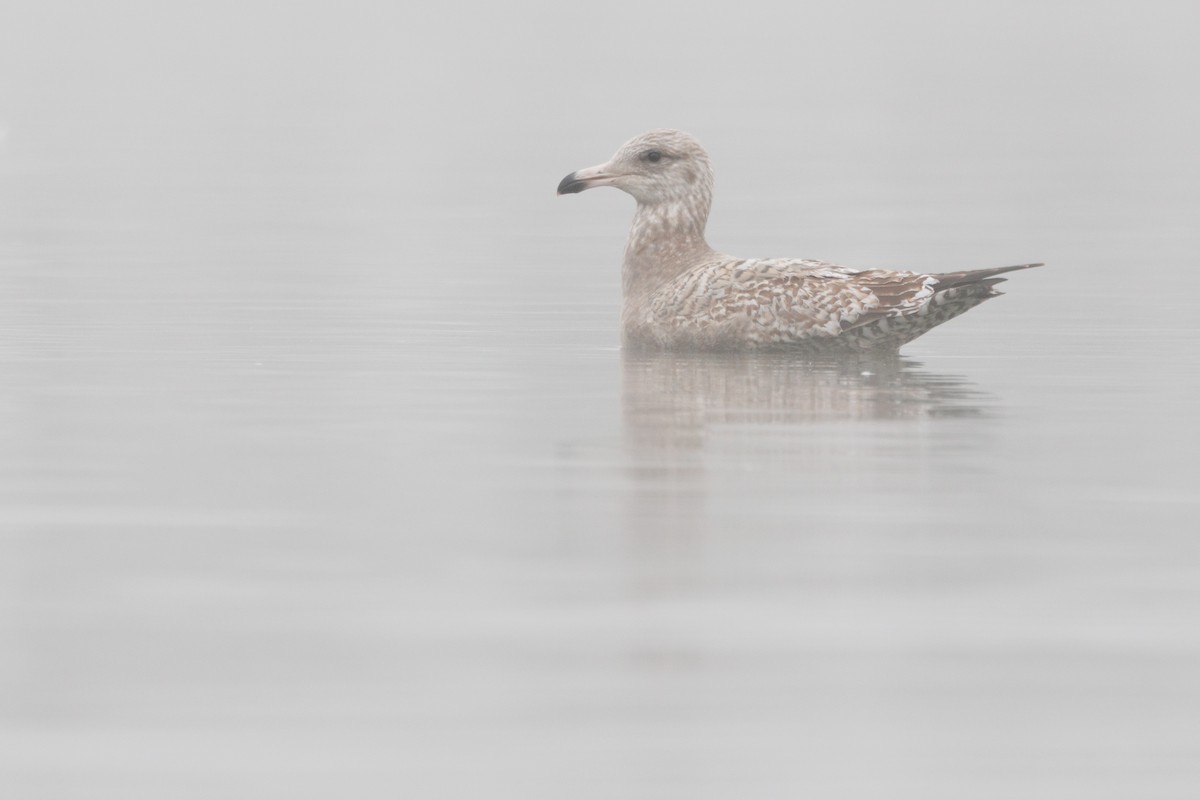 American Herring Gull - ML646527742
