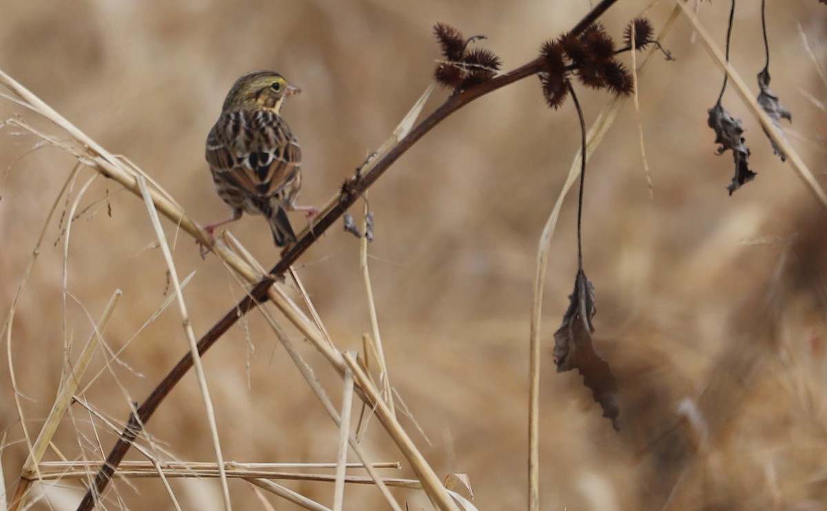 Chingolo Sabanero (grupo sandwichensis) - ML646527743