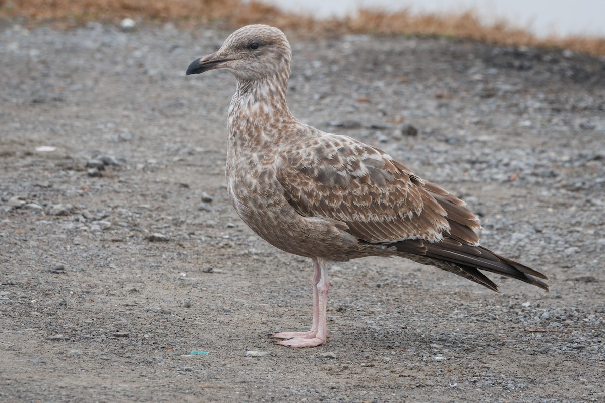 American Herring Gull - ML646527744