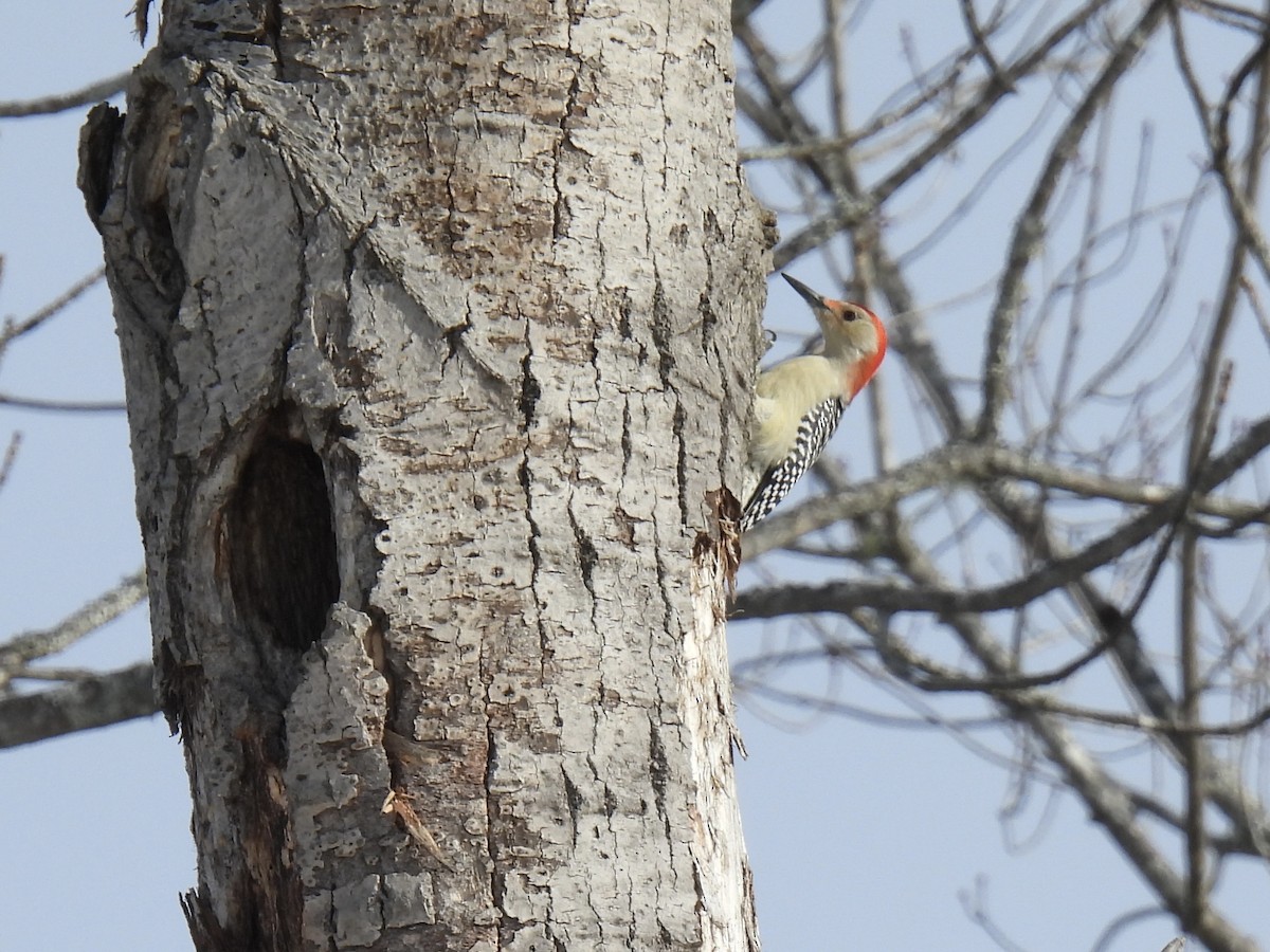 Red-bellied Woodpecker - ML646527745
