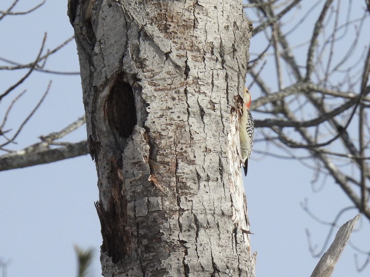 Red-bellied Woodpecker - ML646527746