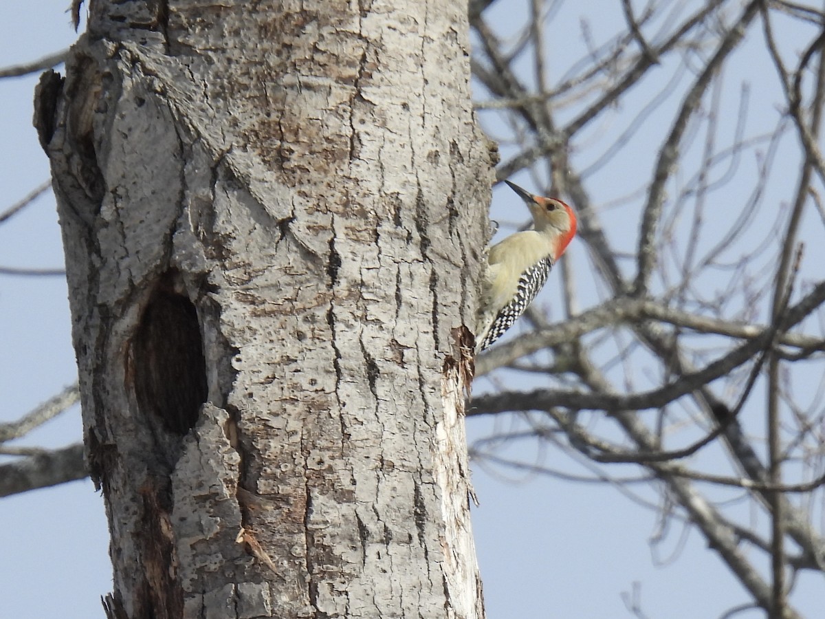 Red-bellied Woodpecker - ML646527747