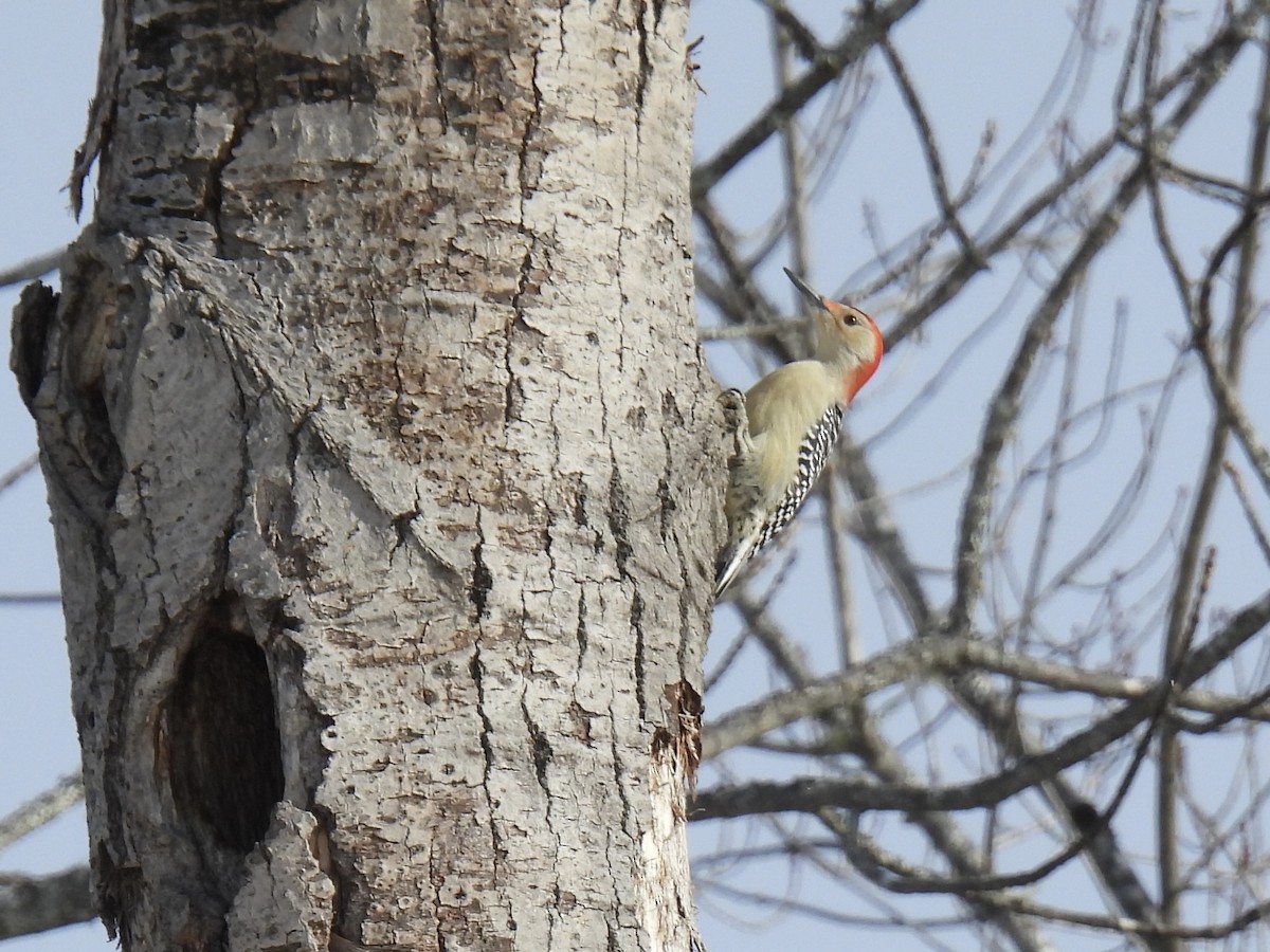 Red-bellied Woodpecker - ML646527748