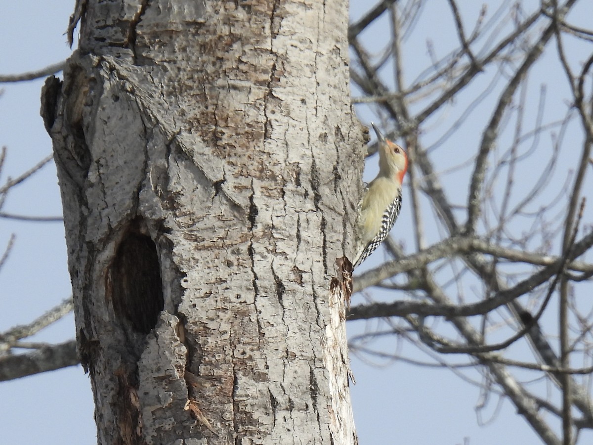 Red-bellied Woodpecker - ML646527749
