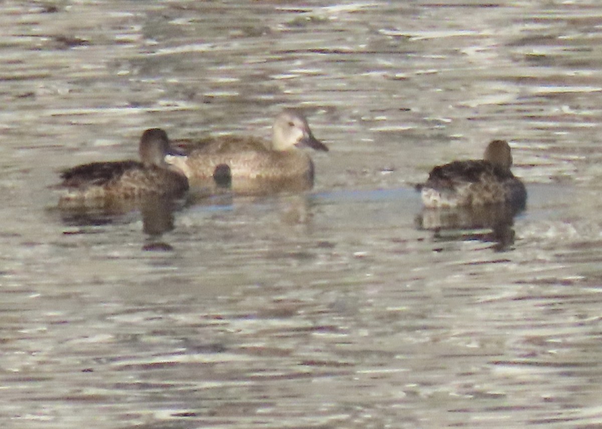 Blue-winged Teal - ML646527752