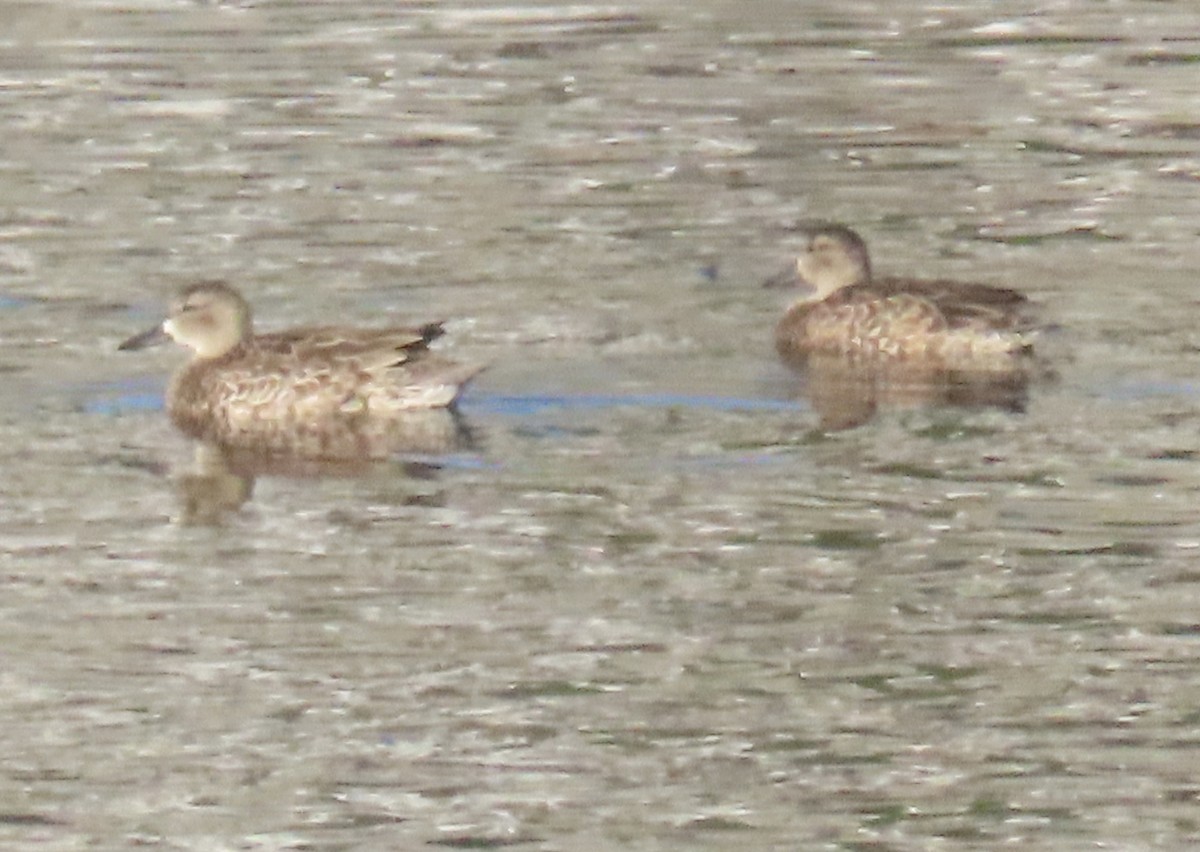Blue-winged Teal - ML646527753