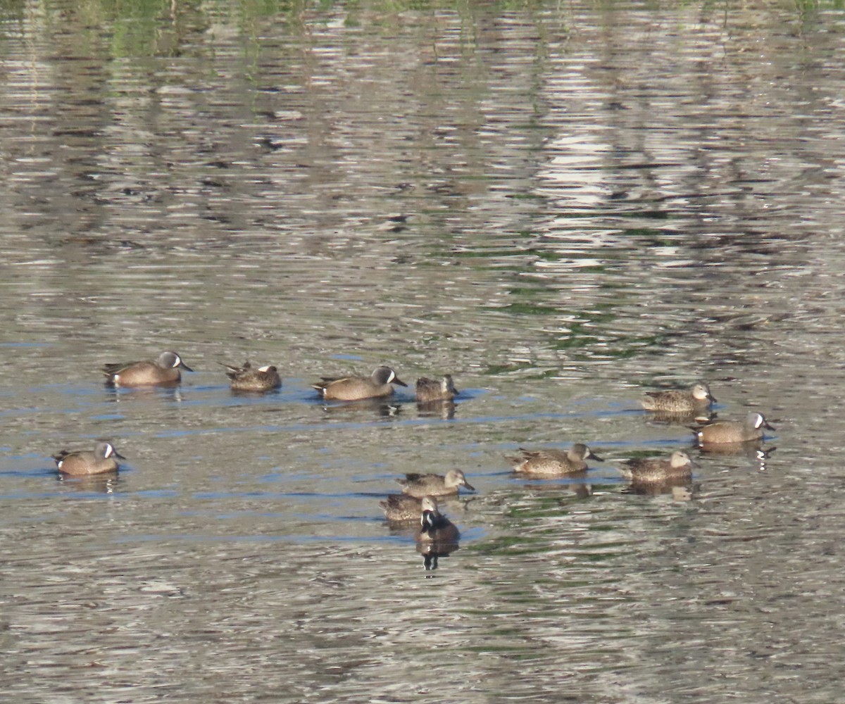 Blue-winged Teal - ML646527754