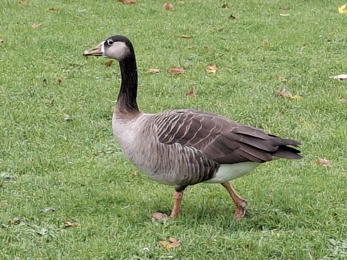 Graylag x Canada Goose (hybrid) - ML646527755