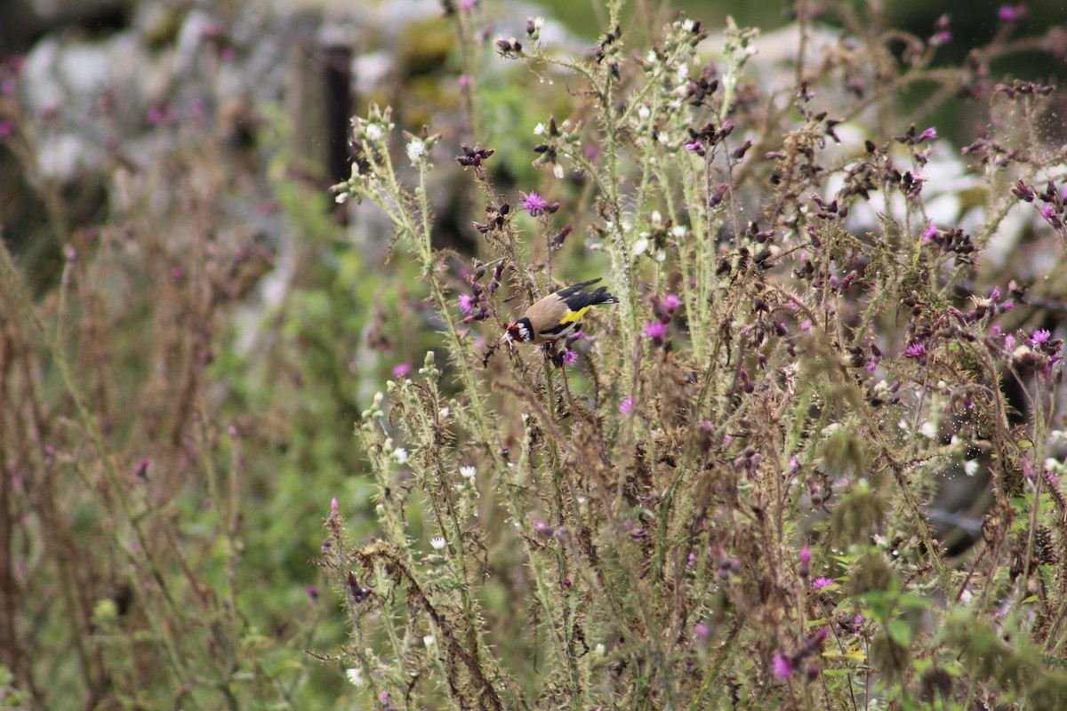 European Goldfinch - ML646527756