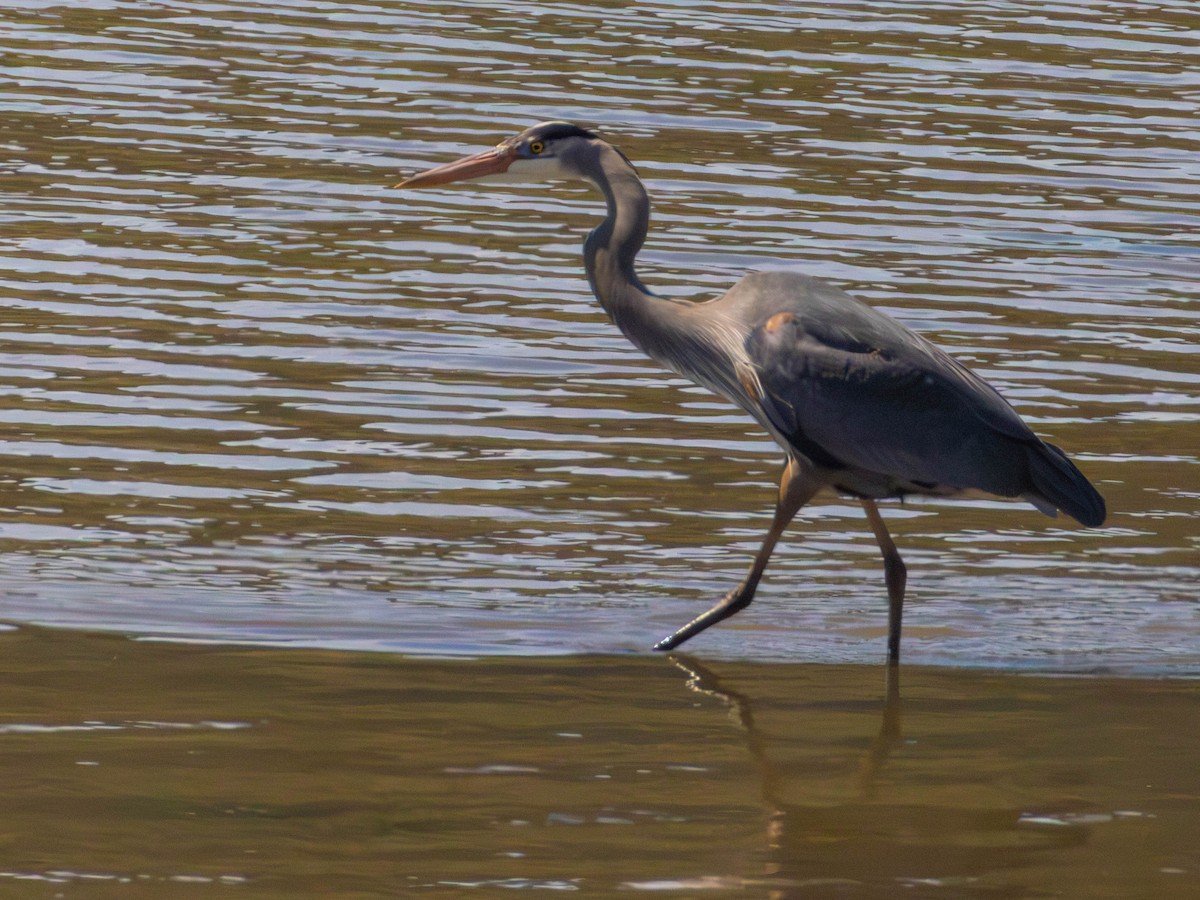 Great Blue Heron - ML646527758