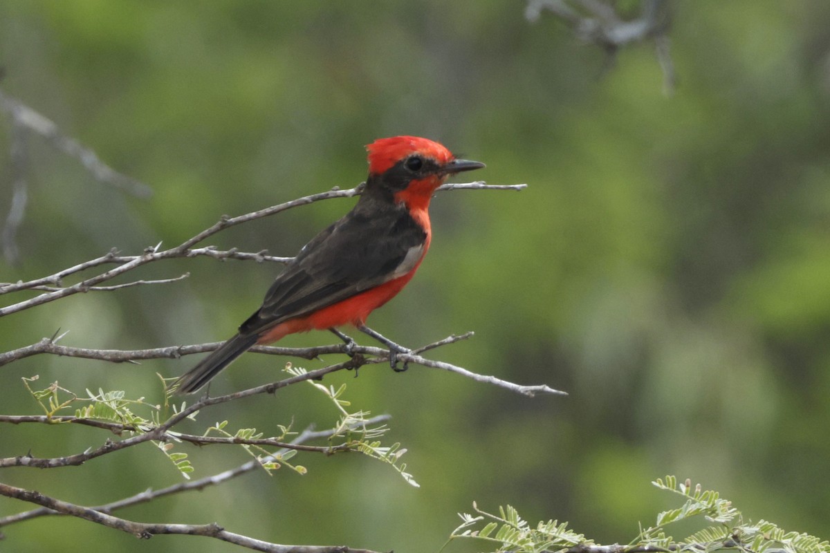Vermilion Flycatcher - ML646527762