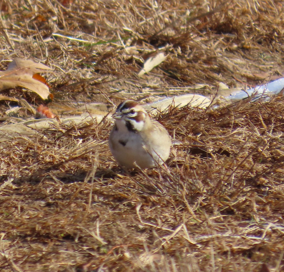 Lark Sparrow - ML646527763