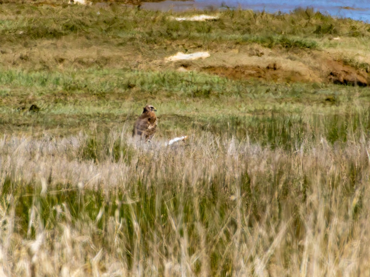 Northern Harrier - ML646527766