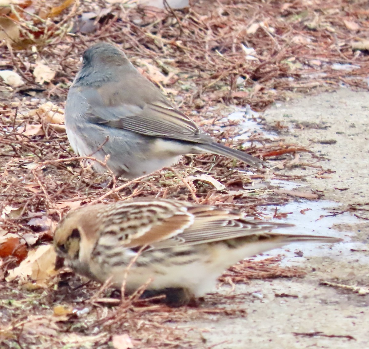Lapland Longspur - ML646527767