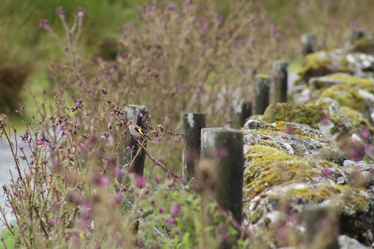 European Goldfinch - ML646527768