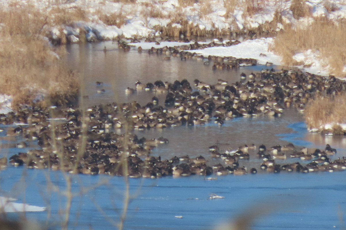 Canada Goose - ML646527773