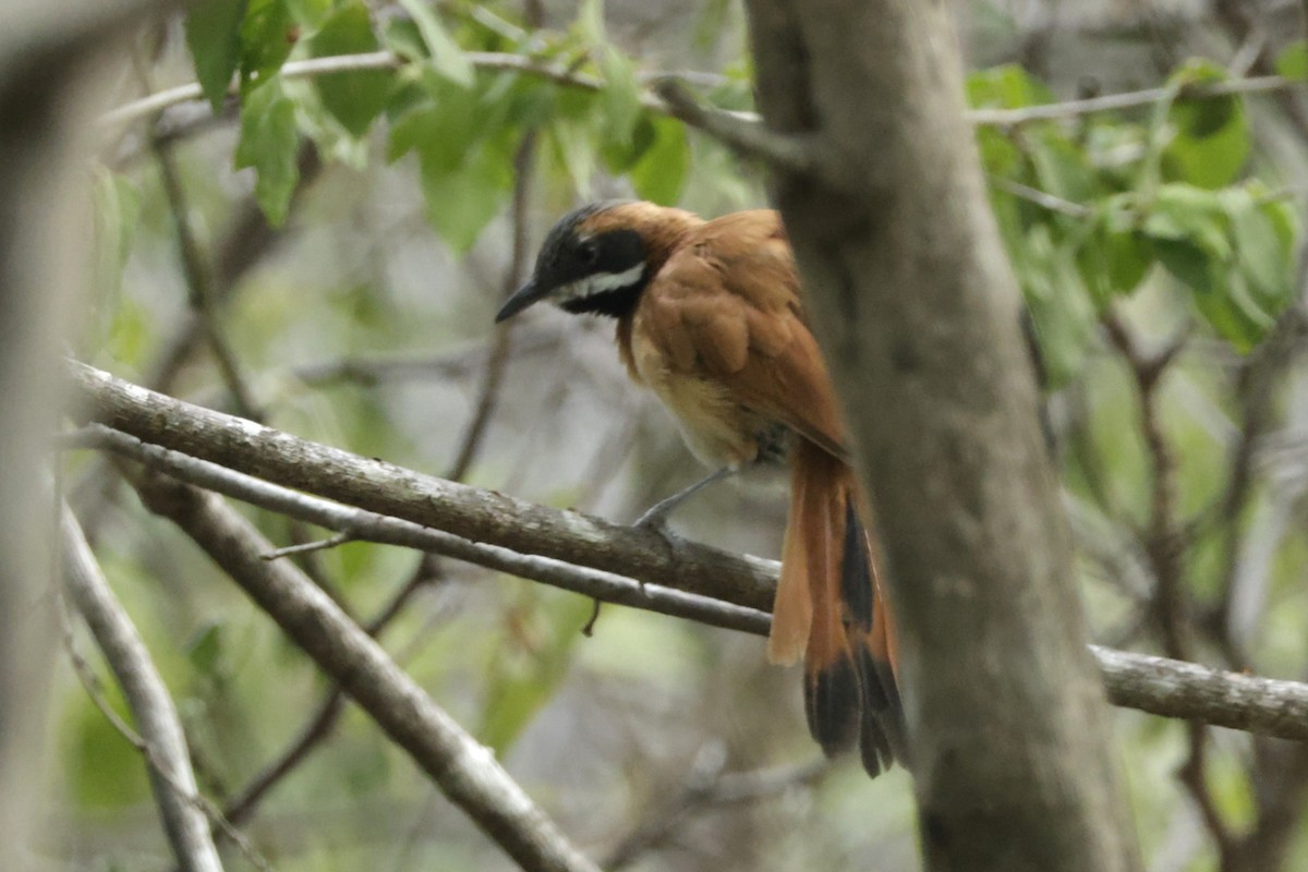 White-whiskered Spinetail - ML646527775