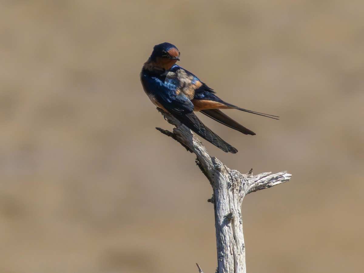 家燕 - ML646527778