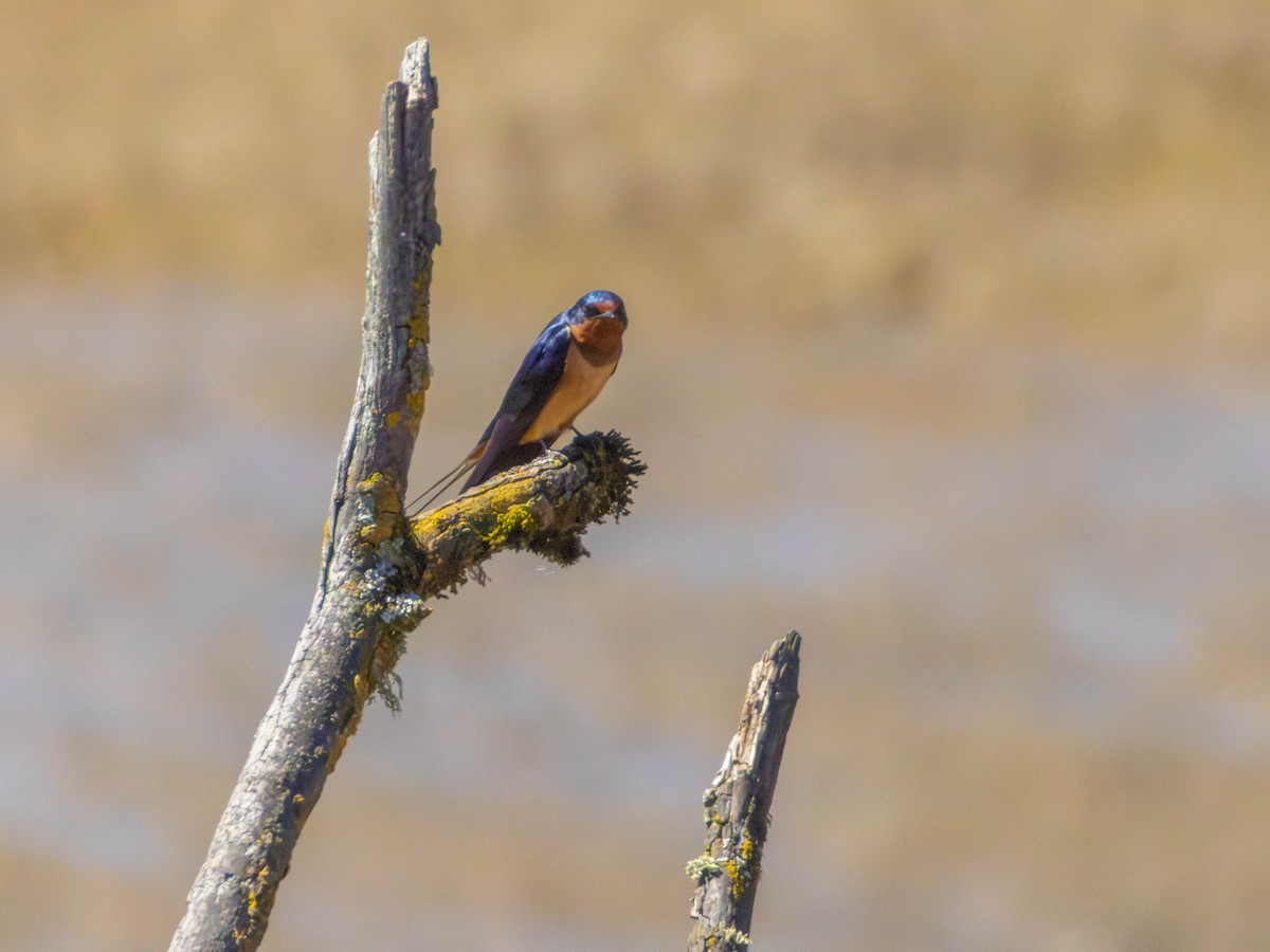 家燕 - ML646527779