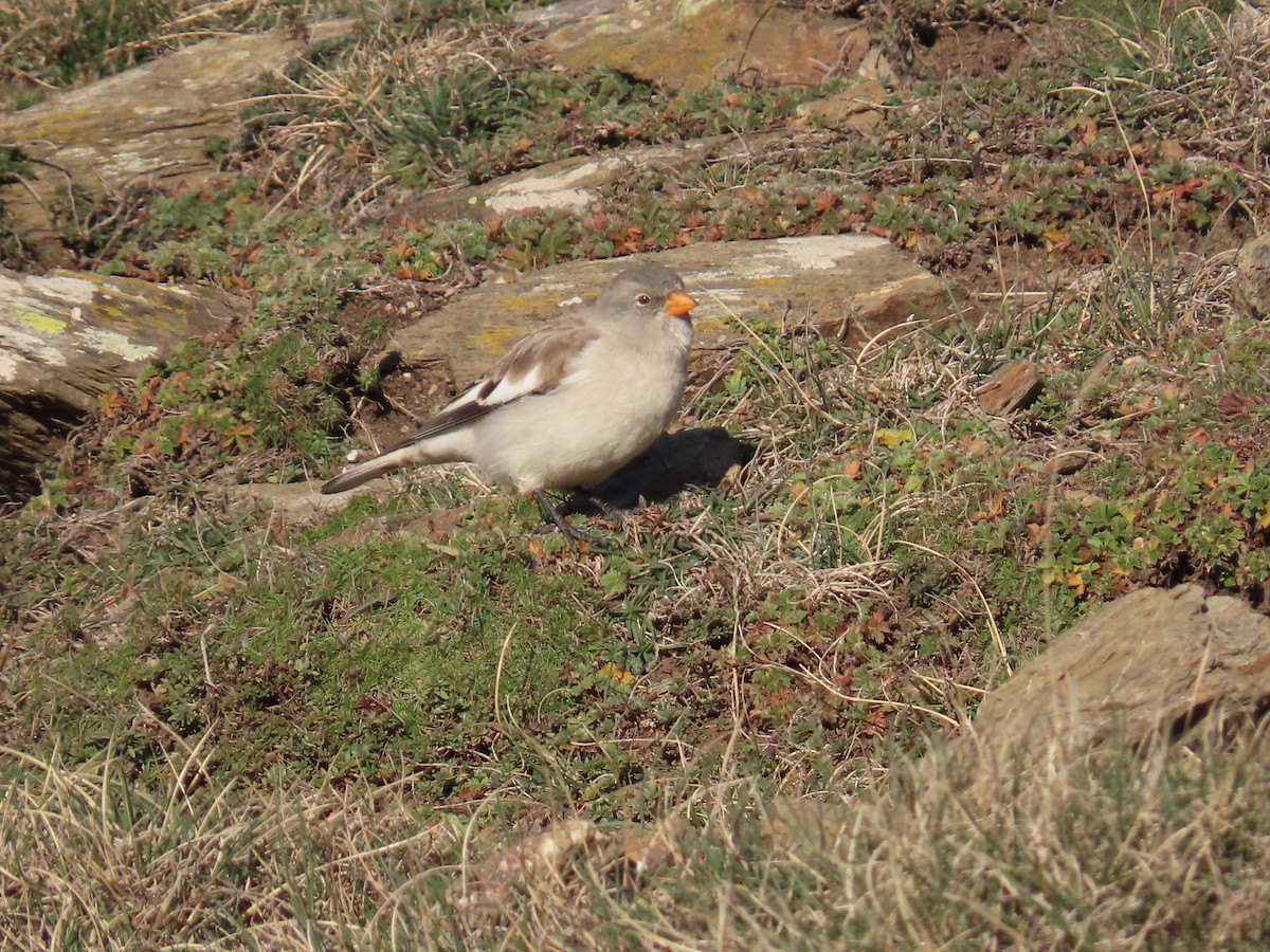 White-winged Snowfinch - ML646527780