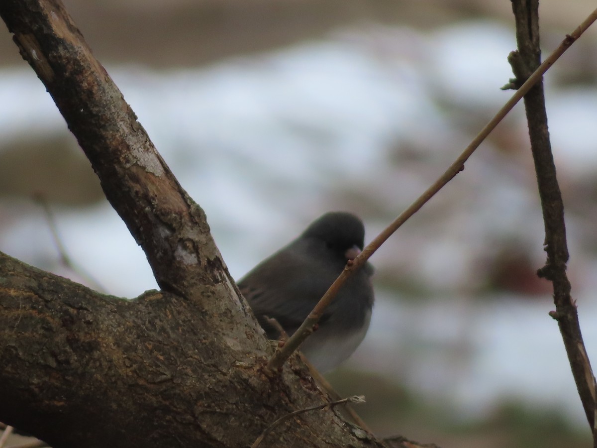 Dark-eyed Junco - ML646527783
