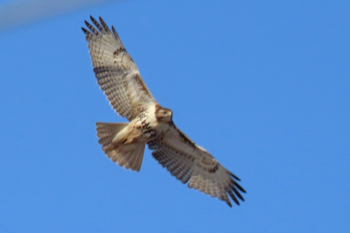 Red-tailed Hawk - ML646527787