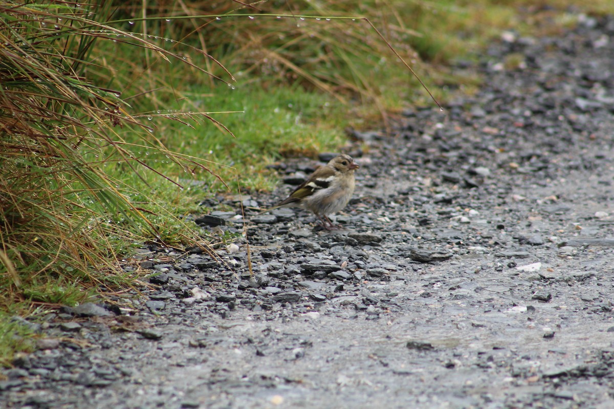 Common Chaffinch - ML646527788