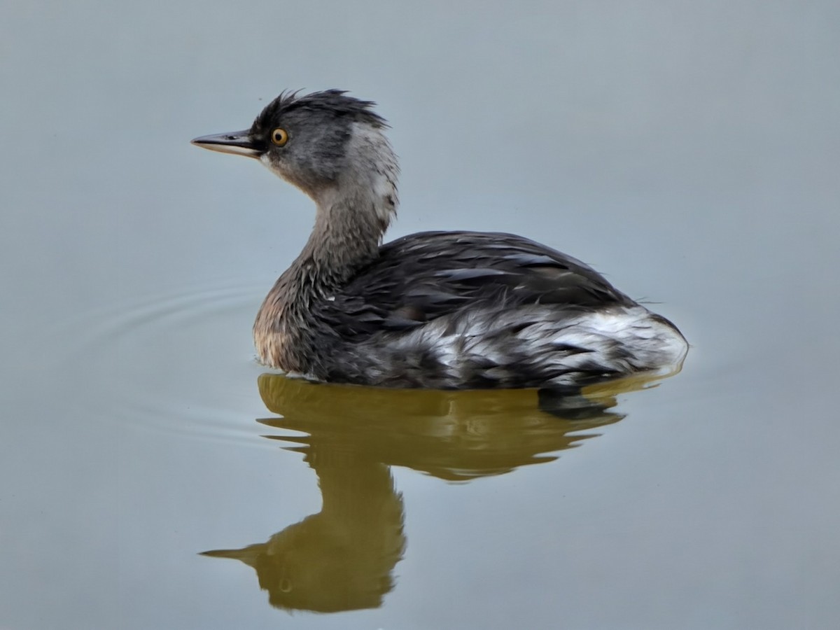 Least Grebe - ML646527789