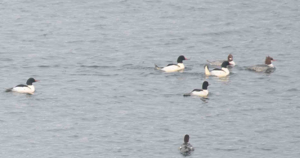 Common Merganser - ML646527790