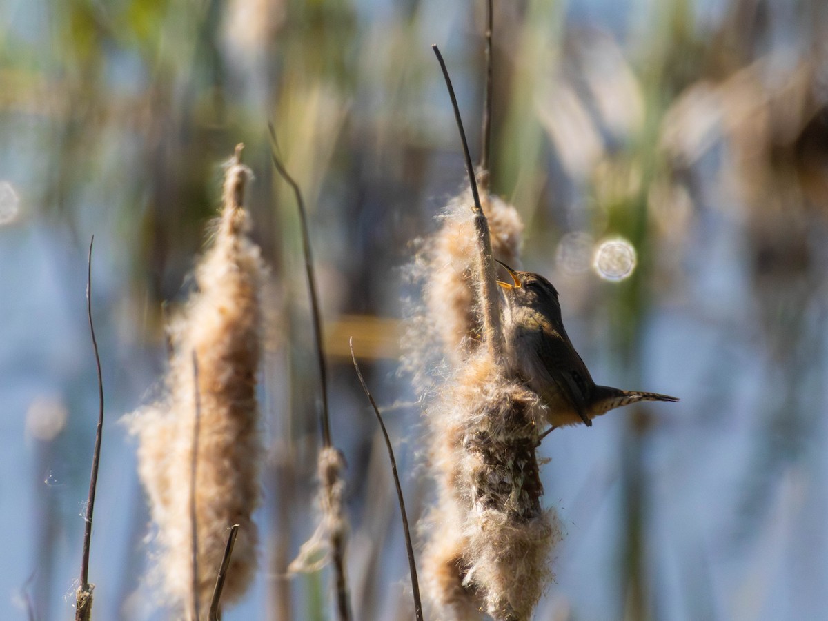 Marsh Wren - ML646527792