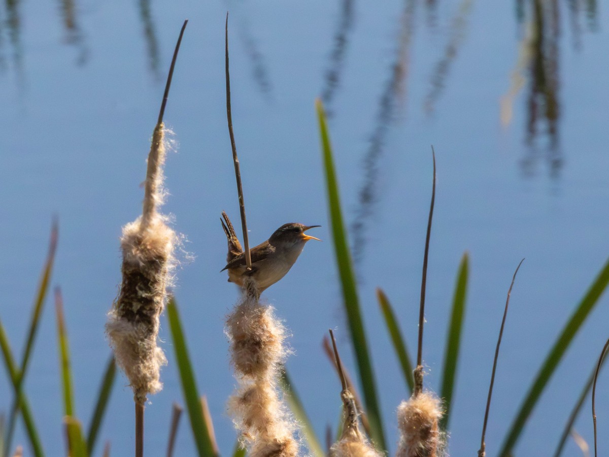 Marsh Wren - ML646527793