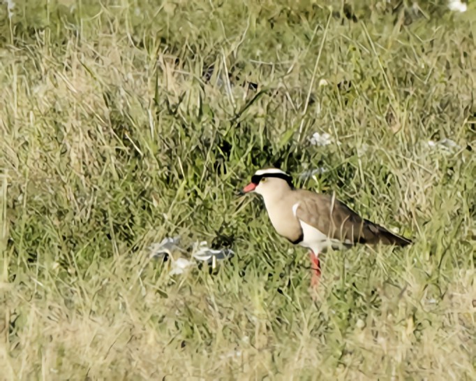 Crowned Lapwing - ML646527796