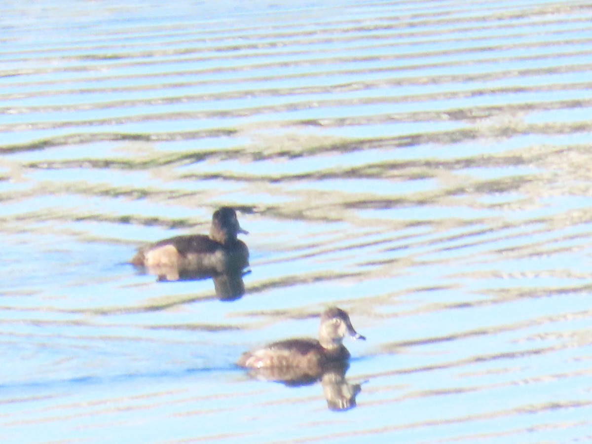 Ring-necked Duck - ML646527797