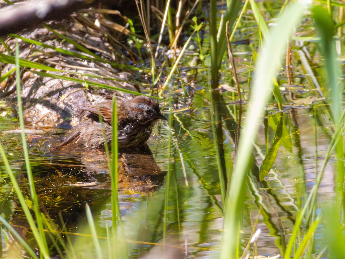 Song Sparrow - ML646527802