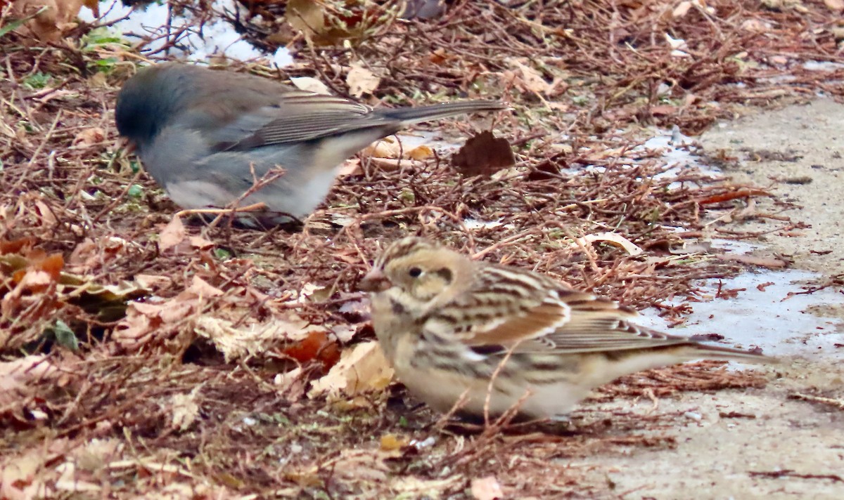 Lapland Longspur - ML646527803