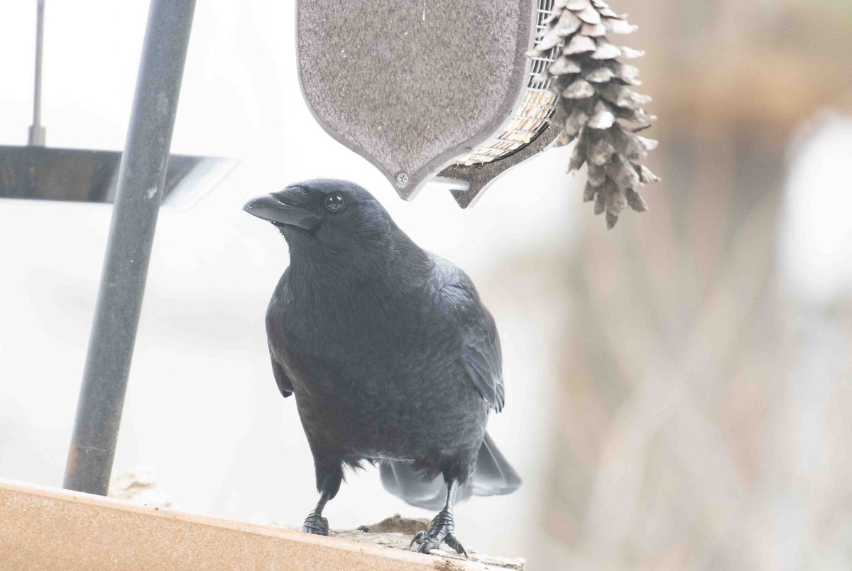 American Crow - ML646527805