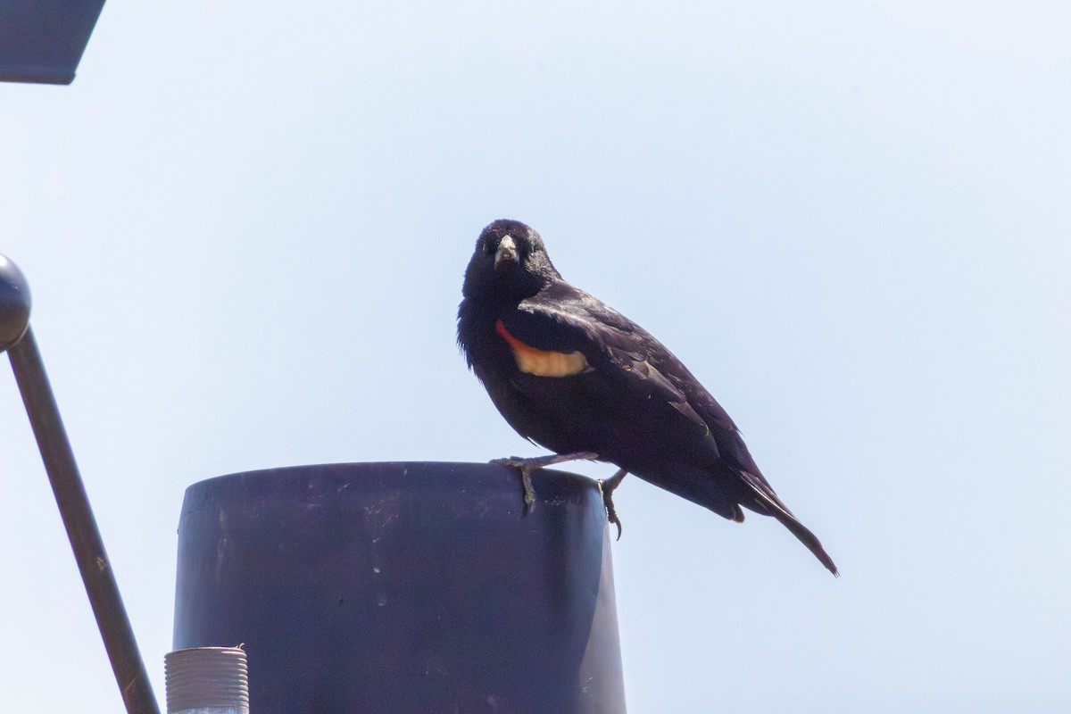 Red-winged Blackbird - ML646527806