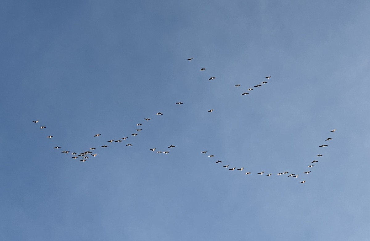 Pink-footed Goose - ML646527811