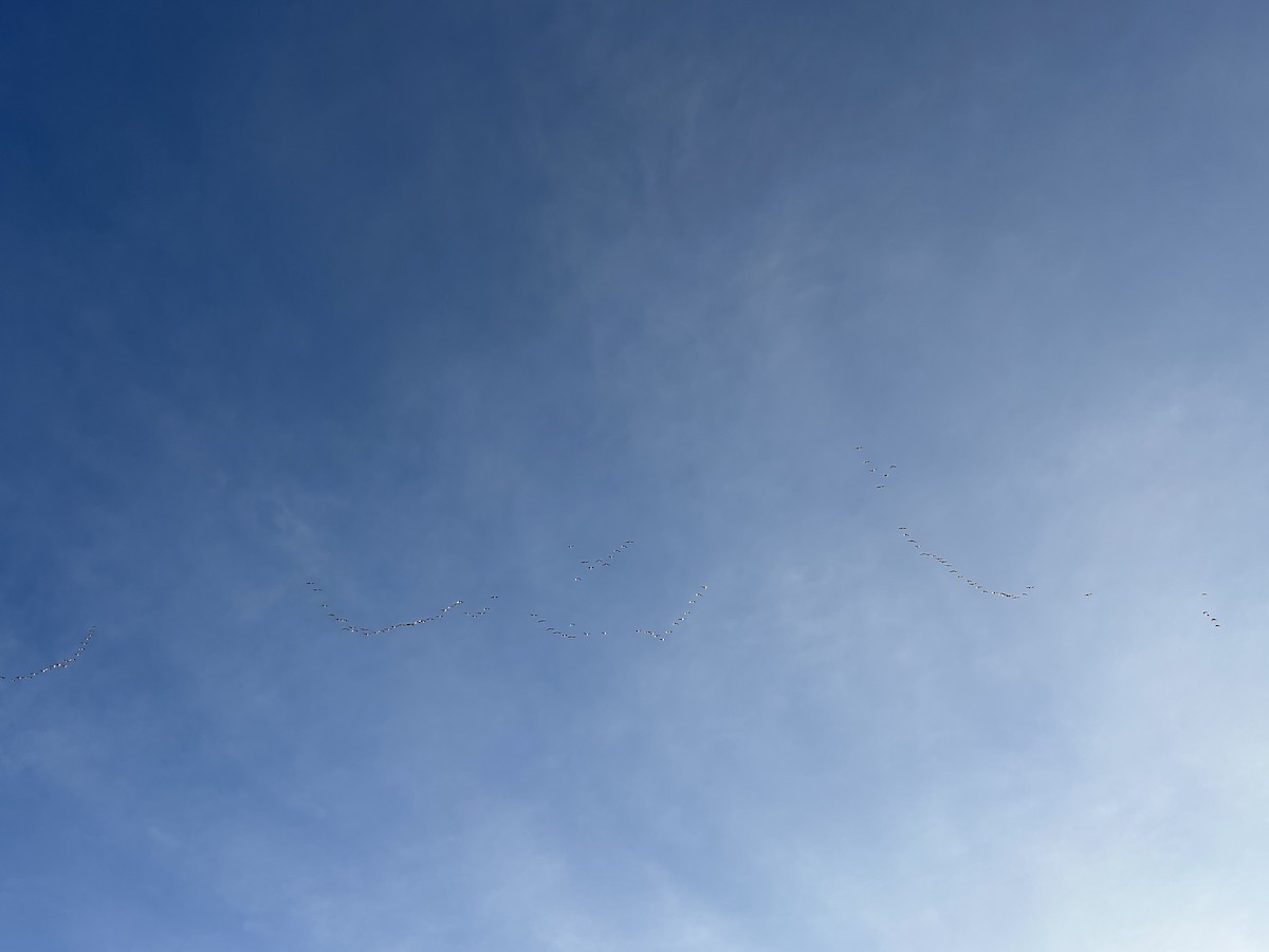 Pink-footed Goose - ML646527812