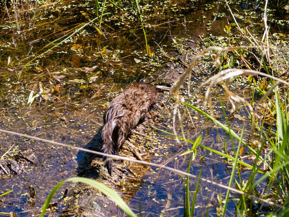 北美水獺 - ML646527814