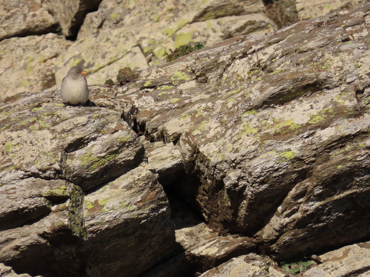 White-winged Snowfinch - ML646527819