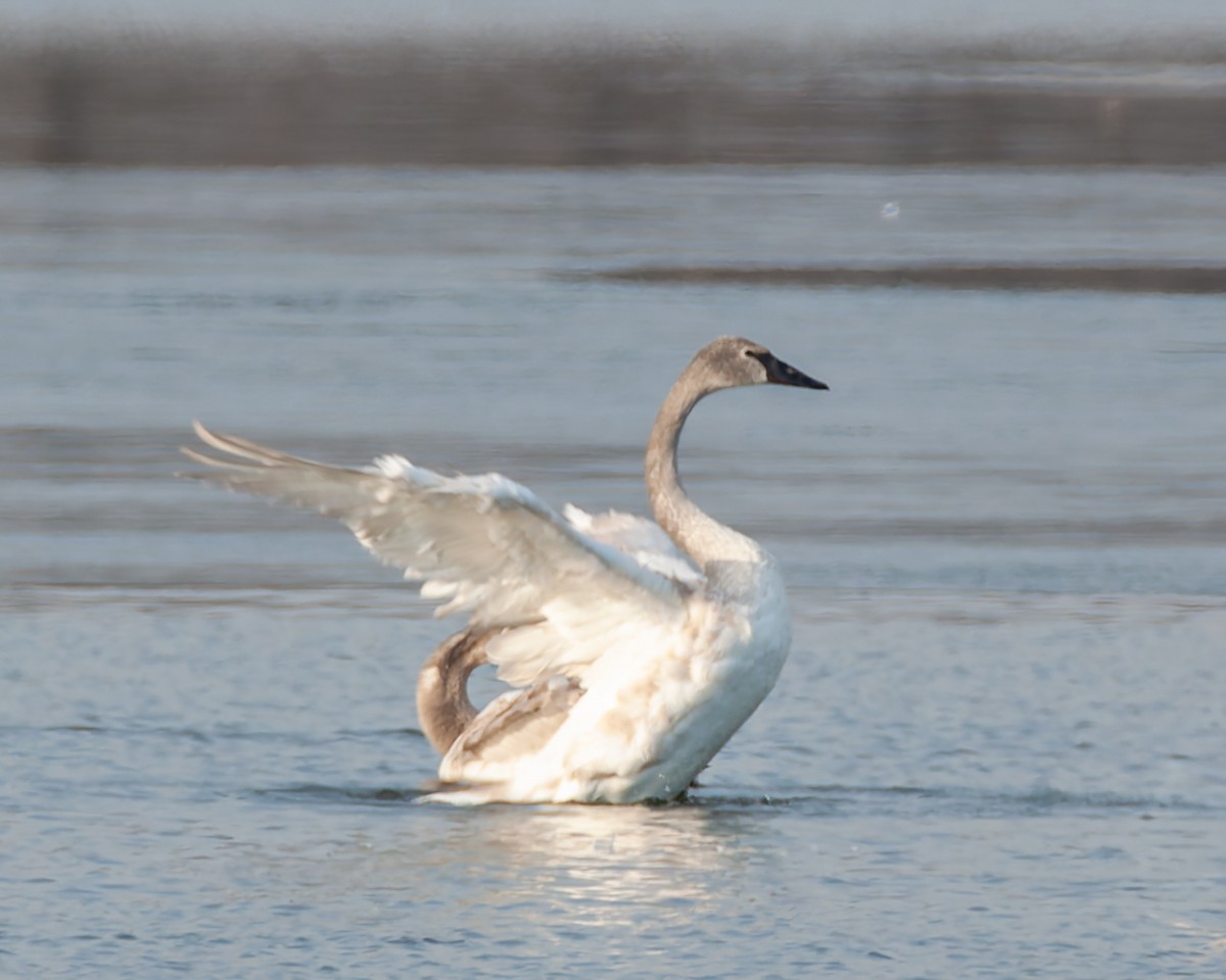 Trumpeter Swan - ML646527822