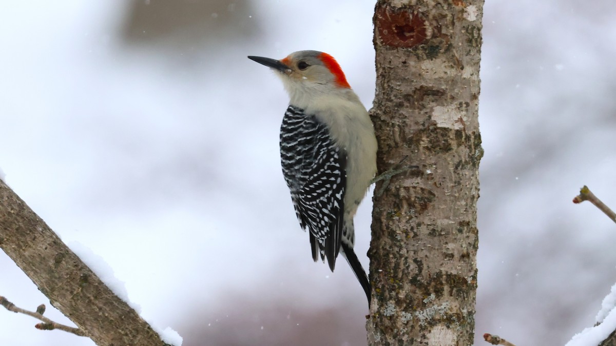 シマセゲラ - ML646527829