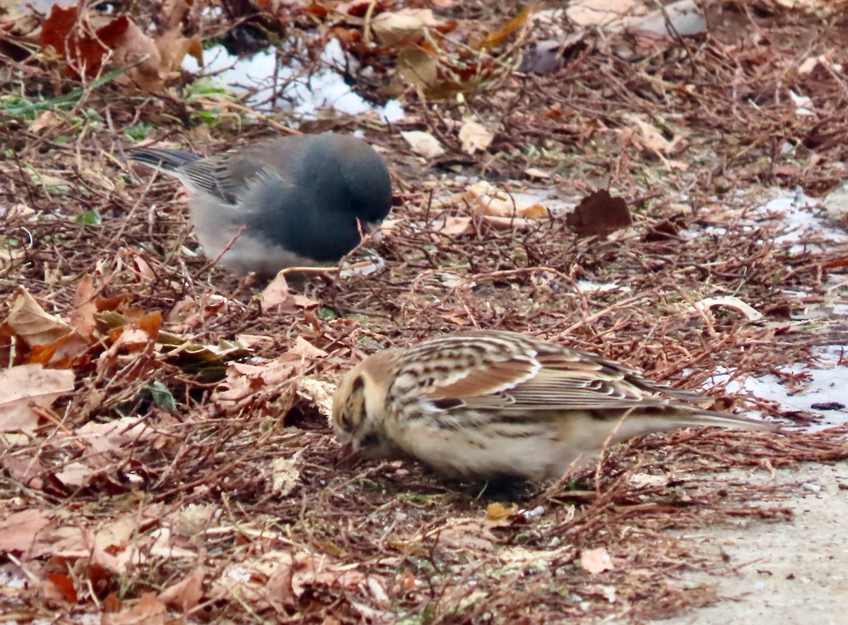 Lapland Longspur - ML646527832