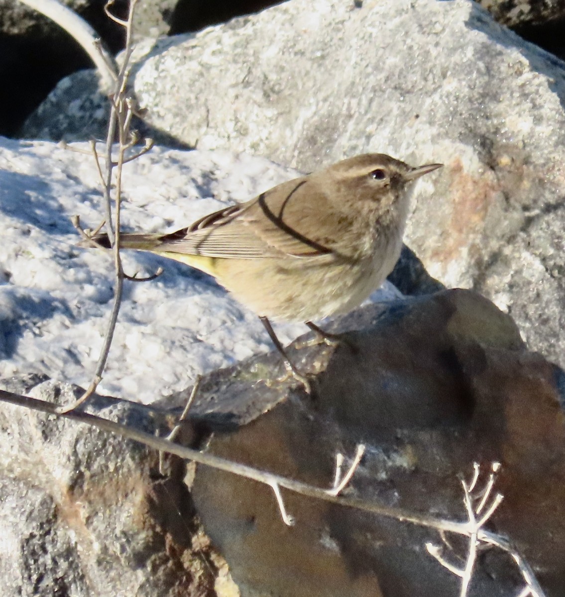 Palm Warbler - ML646527837
