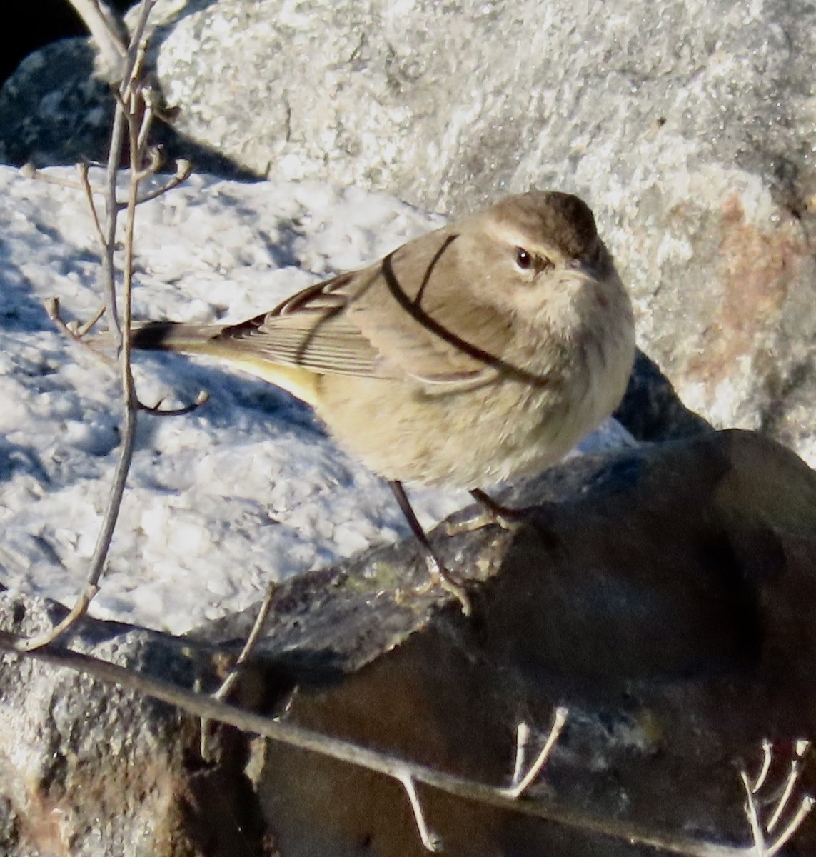 Palm Warbler - ML646527838