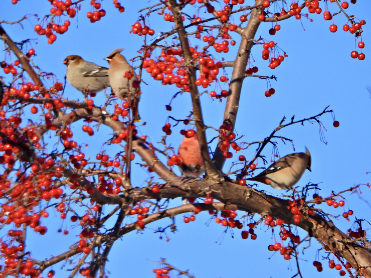 Pine Grosbeak - ML646527840