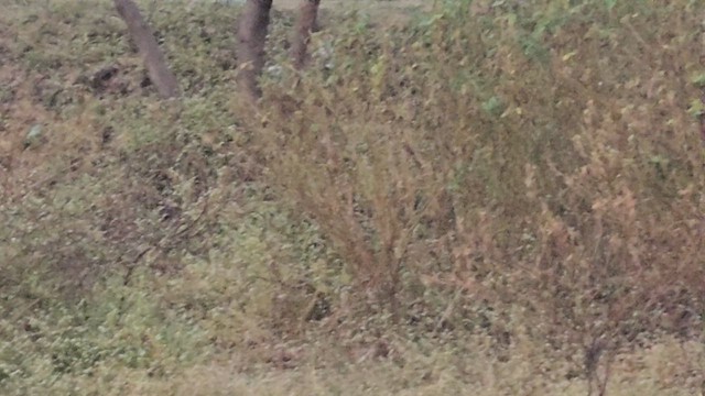 Yellow-eyed Babbler - ML646527842