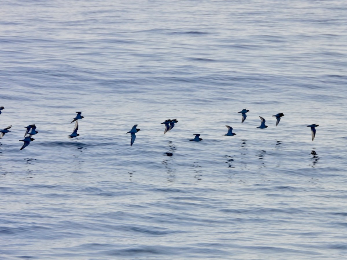 Pluvier grand-gravelot - ML646527852