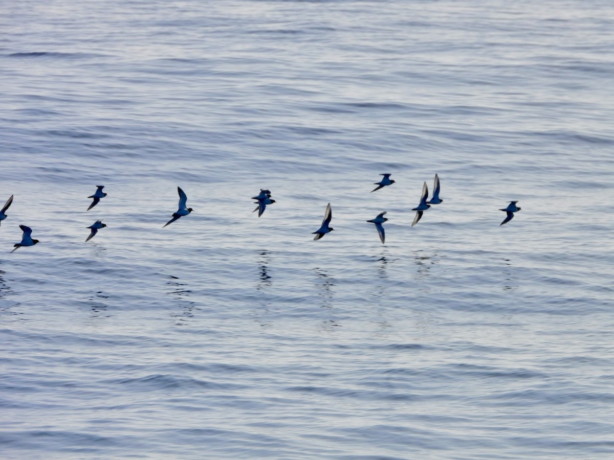 Pluvier grand-gravelot - ML646527853